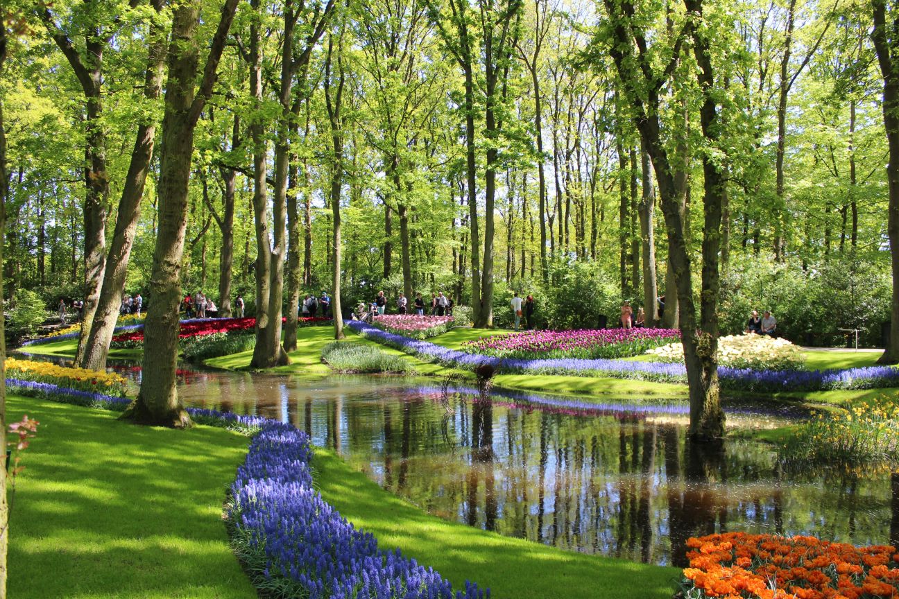 Tulpanblomning langs vatten i Holland Tulpanblomning langs vatten i Holland